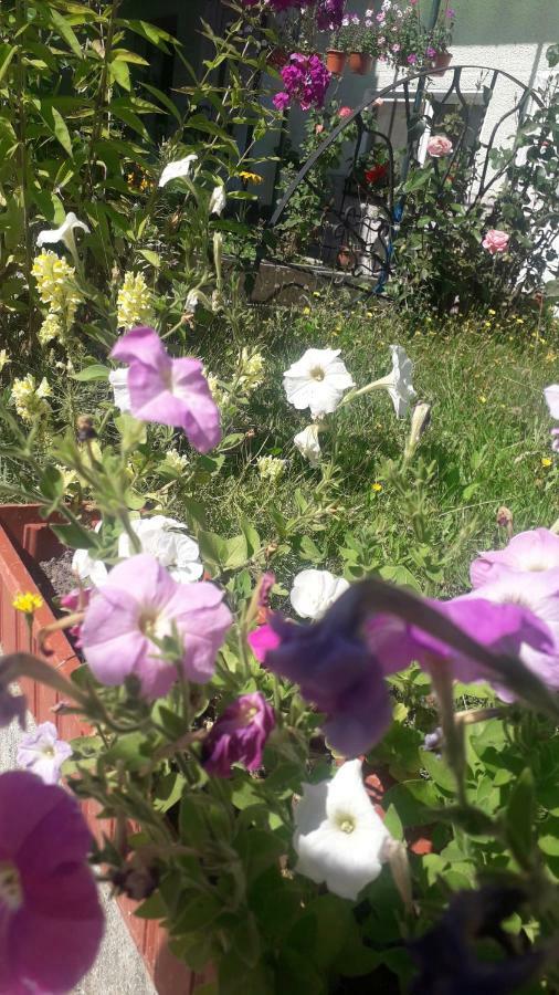 Casa Maria Retezat Konuk evi Nucsoara  Dış mekan fotoğraf